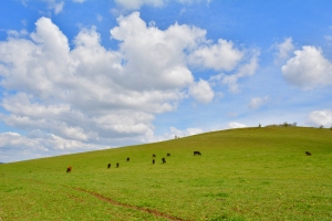 AgriFish: România dorește continuarea acordării ANT și a Sprijinului cuplat voluntar