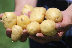 200 euro/ha, ajutor de minimis pentru cultivatorii de cartofi