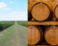 Sectorul vitivinicol își vede existența amenințată