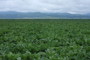 Istoria sfeclei de zahăr în România. Aspecte despre cultivare și industrializare