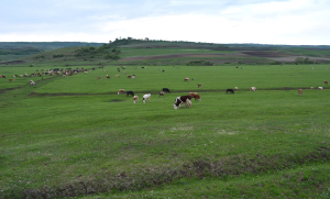 Intervențiile PD-02, PD-03 și PD-28, autorizate la plată
