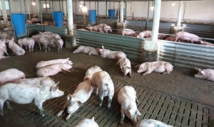 Se confirmă vestea: 5.000 de porci, uciși!