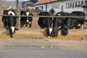 APIA plătește ajutorul de stat crescătorilor de bovine
