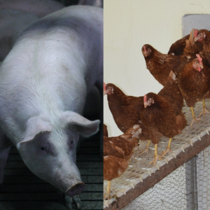 Crescătorii de porci și păsări, beneficiari ai ajutoarelor excepționale, trebuie să depună documentele justificative până la 1 februarie 2023, la APIA