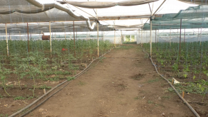 În spațiile protejate, un nou dăunător al tomatelor și castraveților