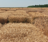 Cercetarea și dezvoltarea, rol esențial în definirea agriculturii durabile