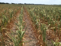Franța: starea de vegetație a porumbului s-a degradat ca urmare a valului de căldură. În România, la porumb se va menţine o stare de vegetaţie bună