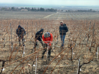 Călătoria vinului de la strugure la pahar. Concursul „Cel mai bun viticultor 2024” și-a desemnat câștigătorii