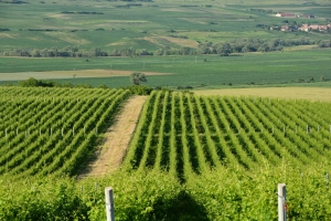 Pierderile la principalele soiuri pentru struguri de vin se mențin și în intervalul 9-11 februarie 2018. În cazul grâului şi orzului, starea lor de vegetație este în prezent în curs de decălire