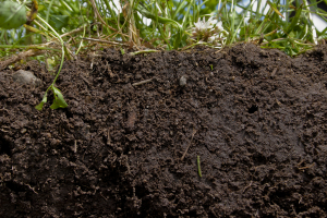 Motorul viu al agriculturii, solul protejează recoltele