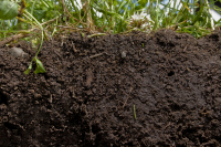 Motorul viu al agriculturii, solul protejează recoltele