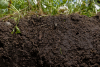 Motorul viu al agriculturii, solul protejează recoltele