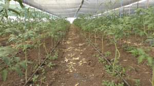 Legumele care intră la subvenție: ardei, castraveți, tomate, varză, vinete, cultivate în sere și solarii