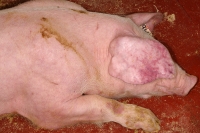 România are statut de țară liberă de pestă porcină clasică. „România merită acest statut, iar produsele românești să fie cunoscute în cât mai multe țări” (Brănescu, ANSVSA)