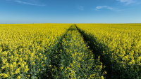 Reducerea cantității de biocarburant din benzină afectează fermierii și contravine legislației europene