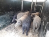 Foaia de parcurs a programului de sprijin pentru Bazna-Mangalița nu arată prea promițător: 94 de purcei livrați către 12 crescători și 80 de purcei destinați materialului de reproducție