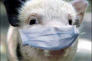 Primele focare de pestă porcină africană, confirmate la suinele din gospodării. „Am încercat să facem riscul acesta vizibil în ochii și urechile autorităților și deținătorilor de animale!”, (Ladoși, APCPR)