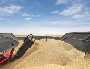 Prețul grâului, traiectorie pozitivă în următoarele două luni. Porumbul continuă să prezinte interes