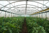 Soluții de biocontrol în legumicultură