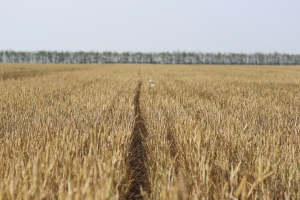 MADR: Fermierii afectați de secetă vor fi despăgubiți