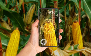 Syngenta oferă acces dezvoltatorilor terți din întreaga lume la platforma digitală Cropwise