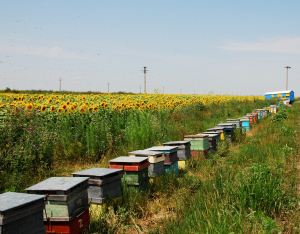 25 lei/familia de albine, ajutor de stat pentru apicultori