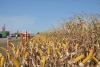 Patru noi hibrizi KWS pentru cultivatorii de porumb