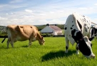 Cererile pentru CNDP-ul pe 2011 la bovine pot fi depuse de la 1 iulie
