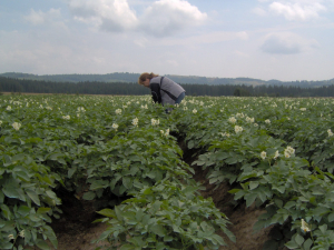 Din 19 ianuarie 2026, bani europeni pentru investiții în sectorul legume și cartofi