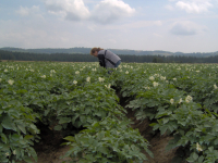 Din 19 ianuarie 2026, bani europeni pentru investiții în sectorul legume și cartofi