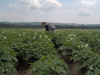 Din 19 ianuarie 2026, bani europeni pentru investiții în sectorul legume și cartofi