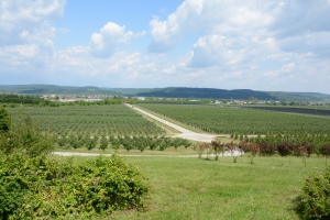 Produse agricole promovate cu bani europeni. Contribuţia UE - 85% din valoarea cheltuielilor eligibile