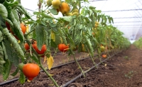 Tinerii sunt majoritari în accesarea programului de tomate