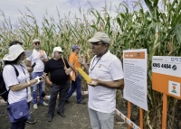 „Climacontrol 3” – grup de hibrizi de porumb cu toleranță ridicată la secetă și arșiță în cele trei etape importante de dezvoltare – „înainte, în timpul și după înflorire”, anunță KWS