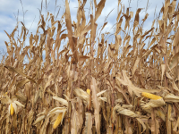Lanțul agroalimentar european solicită adoptarea imediată a noilor tehnici genomice, fără sarcini suplimentare