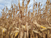 Lanțul agroalimentar european solicită adoptarea imediată a noilor tehnici genomice, fără sarcini suplimentare