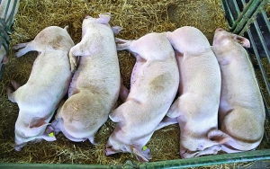Fermieri, pregătiți să iasă în stradă! 50 de crescători de porci și păsări nu sunt eligibili la plata bunăstării, în ciuda promisiunilor (ACEBOP)