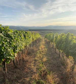Plantație viticolă de 65 ha, la Apoldu de Sus - Sibiu, cumpărată de USAMV Cluj-Napoca