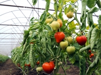 DAJ Olt a demarat acțiunea de plată a ajutorului de minimis pentru producătorii de tomate în spații protejate înscriși în programul guvernamental
