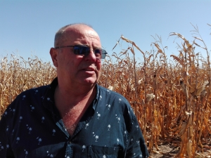„Campionul” lui Gheorghe Lămureanu – soiul de grâu PG102 – a generat un randament mediu de aproape 10.000 kg/ha! El va renunța la rapiță în sezoanele următoare