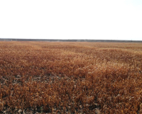 Asigurările agricole, o plasă de siguranță pentru fermieri