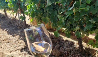 31 de vinuri românești au luat drumul Franței pentru concursul internațional „Best Wine In Box by Vinalies”