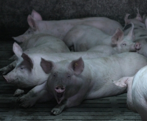 Bunăstarea porcinelor, start la depunerea cererilor de plată pentru 2020