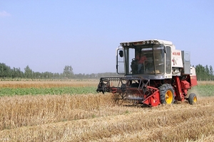 Anul acesta, fermierii mureșeni au cu ce se lăuda la producția de grâu, în ciuda precipitațiilor căzute
