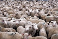 OVINEXPO Mărginimea 2011
