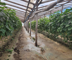 Managementul eficient al dăunătorilor asigură calitatea culturilor pentru producția de alimente