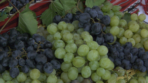 Concurs și expoziție de struguri de masă la ICDVV Valea Călugărească