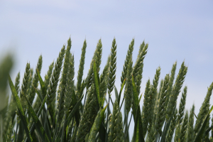 Cereale: Protecție de lungă durată, productivitate ridicată, cu noul fungicid Univoq™ pe bază de Inatreq™, o moleculă activă de ultimă generație