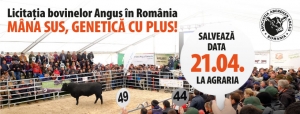 Licitația de bovine de carne la care poate participa oricine