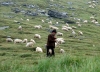 Decizie a Guvernului: Pășunatul animalelor domestice, permis pe perioada întregului an în anumite condiții
